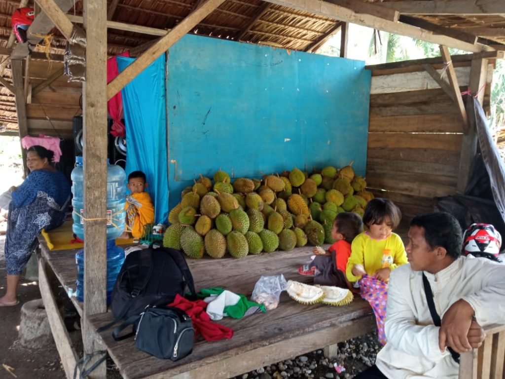 Bangun Rumah,Kuliahkan Anak,Kisah Sukses Pemburu Durian Dondo Dari Bambapun