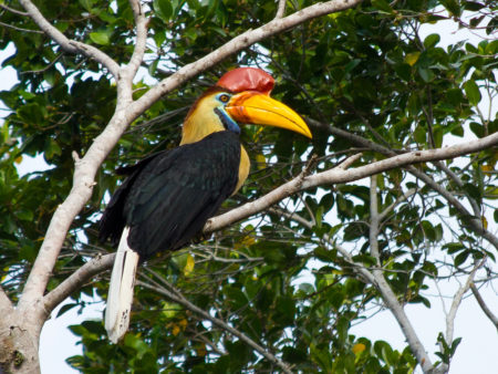 Burung-Burung Endemik Sulawesi di Hutan Gorontalo